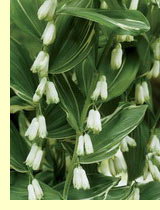 Купена многоцветковая, соломонова печать (Polygonatum multiflorum) Купена многоцветковая, соломонова печать (Polygonatum multiflorum)